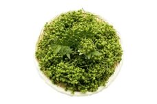 朝倉山椒の実山椒　300g×1【1425991】