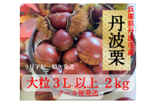 丹波栗　３L以上　２ｋｇ