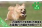 元祖飛行犬写真家【的場信幸】出張飛行犬撮影