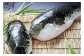 【若男水産】【淡路島3年とらふぐ】月  ふぐ鍋　刺身セット／冷凍（5～6人前）