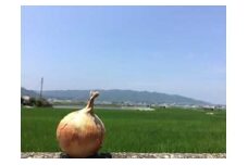 淡路島の農家の嫁から直送「完熟玉ねぎ 中生 ５㎏」◆配送5月中旬～