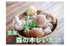 淡路島産の菌床生椎茸（しいたけ）