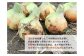 【１０kg】兵庫県認証食品★特別栽培★淡路島たまねぎ