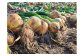 【１０kg】兵庫県認証食品★特別栽培★淡路島たまねぎ