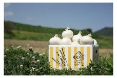 【先行受付！】希少！特別栽培真っ白な白たまねぎ　5kg　～ひょうご安心ブランド認証取得～◆配送５月中旬～６月下旬