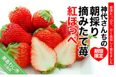 神代さんちの朝採り摘みたていちご　紅ほっぺ　◆配送１月中旬～