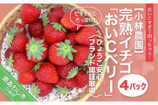 完熟いちご「おいCベリー」◆配送 1月上旬～5月中旬