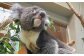 コアラのいる農業公園　淡路ファームパーク　イングランドの丘　入場券＆飲食利用券（ペア）