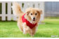 愛犬と過ごす ドギーヴィラ デラックスルーム　イメージ