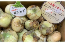 【予約受付】新玉ねぎ シャーロットオニオン 10kｇ　◆配送２月上旬～６月