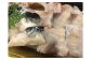 前拓水産の淡路島3年とらふぐ　あら身（大サイズ）400g盛（2Pセット）　