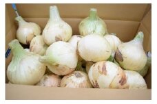 【美菜恋来屋】【新玉ねぎ】淡路島たまねぎ　５kg ◆配送2月中旬～