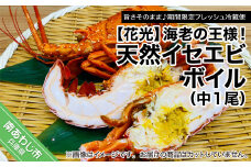 【旨さそのまま♪期間限定フレッシュ冷蔵便】海老の王様！天然イセエビボイル（中1尾）