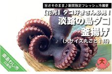 【旨さそのまま♪期間限定フレッシュ冷蔵便】タコ好きさん必見！淡路の島ダコ釜揚げ（大サイズ丸ごと1杯）