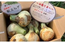 【予約受付】新玉ねぎ シャーロットオニオン 4kg　◆配送２月上旬～６月