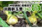 【新玉予約！】【仲田農園】超極早生淡路新玉葱3kg