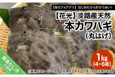 淡路産天然本カワハギ（丸はげ）1kg