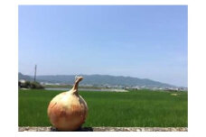 淡路島の農家の嫁から直送「完熟玉ねぎ 晩生 ５kg」◆配送6月中旬～