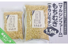 淡路島 南あわじ産　もちむぎ（キラリモチ）1.5kg