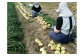 【あさひサンファーム】【大玉５㎏】兵庫県認証★特別栽培★淡路島新たまねぎ