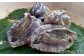 養殖”活”エゾアワビ4個 約300g