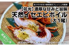 海老の王様！天然イセエビボイル（大1尾）【旨さそのまま♪期間限定フレッシュ冷蔵便】