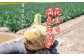 淡路島 「新玉ねぎ」5キロ