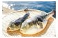【若男水産】【淡路島3年とらふぐ】雪  ふぐ鍋　刺身・白子付／冷凍（2人前）