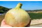 原田兄弟の一番玉ねぎ　５kg