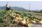 ＪＡあわじ島のほんまもんたまねぎ【5㎏】新玉ねぎ早生種