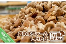【農薬・化学肥は不使用】森の木ファームしいたけ（1キロ箱）ふぞろい