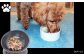 ペットフードを食べる犬