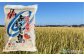 ＪＡあわじ島の「あわじ島米」キヌヒカリ10kg