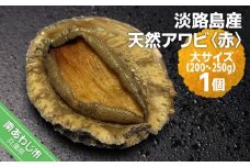 淡路島産天然アワビ（赤）大サイズ〈1個〉
