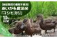 コシヒカリ　10Kg(5kg×2)　白米　栽培期間中農薬不使用　あいがも農法米