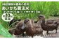 コシヒカリ５Kg＋イセヒカリ5Kg　玄米　栽培期間中農薬不使用　あいがも農法米