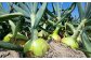 【野菜ソムリエサミット金賞】淡路島玉ねぎ5kg【仲田青果の淡路島いち玉ねぎ】