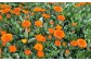 カレンデュラの花