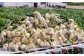 極上の味！「淡路島の極味玉ねぎ」3kg