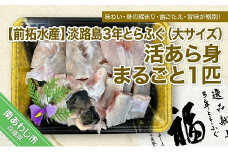 【冷蔵配送】淡路島3年とらふぐ（大サイズ）活あら身まるごと1匹◆配送期間10月25日～3月31日