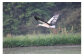 優雅に空を舞うコウノトリを育む自然環境で栽培しています