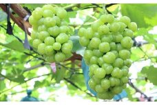 【数量限定】朝どれ！「瀬戸ジャイアンツ1.5kg」◆アダチ観光農園直送の絶品ぶどう◆