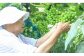 アダチさんが愛情込めて育てた絶品ぶどう「瀬戸ジャイアンツ」