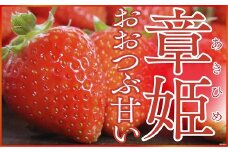 【先行予約】大粒で甘い！坪井農園のこだわりいちご（章姫）１箱 いちご イチゴ 苺 大粒 甘い 章姫 あきひめ ジューシー 上品な香り 甘み 酸味 天然肥料 安心 安全 兵庫県 朝来市 坪井農園