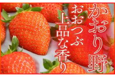 【先行予約】大粒で甘い！坪井農園のこだわりいちご（かおり野）１箱 いちご イチゴ 苺 大粒 甘い かおり野 かおりの ジューシー 上品な香り 甘み 酸味 天然肥料 安心 安全 兵庫県 朝来市 坪井農園