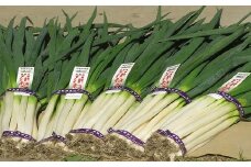朝来市特産「岩津ねぎ」3㎏（太さにより約15～20本）【箱入り】 岩津ねぎ 岩津ネギ 新鮮 国産 甘い 太い 柔らかい 香り豊か 幻のねぎ 天ぷら 鍋 焼きねぎ ネギ すき焼き 朝来市 限定 メディア紹介多数!!