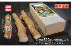 【11月下旬から発送開始】農家直送！朝来市産特選自然薯(じねんじょ) 600g  数量限定 季節限定 自然薯 じねんじょ 山芋 やまいも とろろ 美容 健康 体にやさしい 滋養強壮 栄養満点 