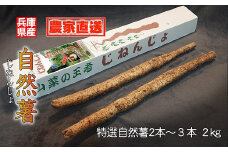 【11月下旬から発送開始】農家直送！朝来市産特選自然薯(じねんじょ) 2㎏ 数量限定 季節限定 自然薯 じねんじょ 山芋 やまいも とろろ 美容 健康 体にやさしい 滋養強壮 栄養満点