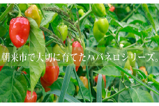 旨辛!ハバネロパウダー100g【5786219】