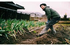 冬季限定 知る人ぞ知るご当地ねぎ！朝来市特産の土付き岩津ねぎ3㎏（箱入り）【5996849】岩津ねぎ 岩津ネギ 掘りたて 新鮮 国産 甘い 太い 柔らかい 香り豊か 幻のねぎ 天ぷら 鍋 焼きねぎ ネギ すき焼き 兵庫県 朝来市 久農園